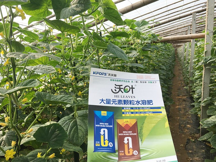 黃瓜用這樣的水溶肥，產(chǎn)量就是高！