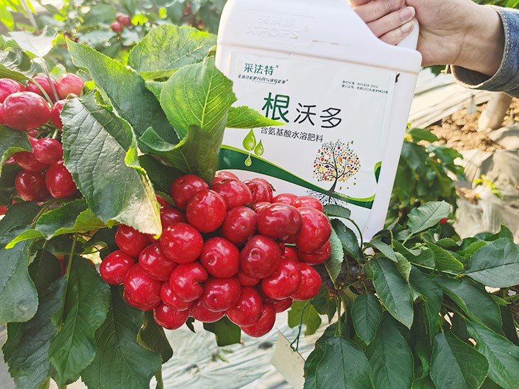 大櫻桃水溶肥廠家哪家好？這樣的才更可靠！