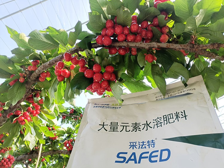 大櫻桃水溶肥廠家哪家好？這樣的才更可靠！