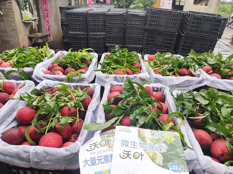 桃樹根腐不可怕，怕的是不用水溶肥治療！