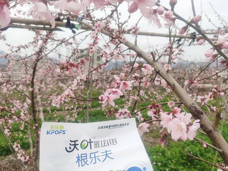 桃樹根腐不可怕，怕的是不用水溶肥治療！