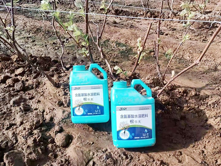 葡萄萌芽期管理技術(shù)在這里，值得收藏！