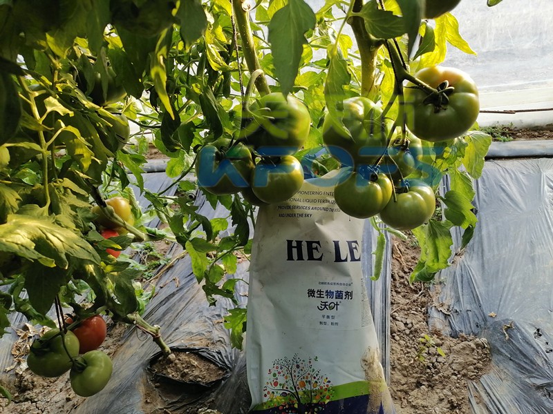 進口水溶肥不知道這個牌子，你虧大了！