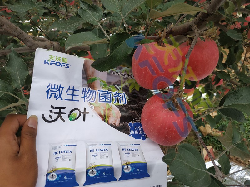 微生物菌劑，作物豐收的關(guān)鍵所在！