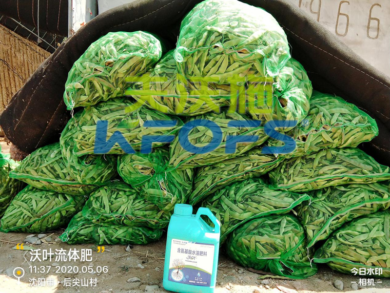 豆角用什么肥料產(chǎn)量高，有必要一看！