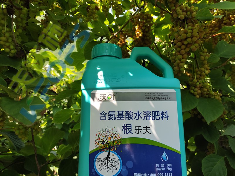 沃葉水溶肥效果怎么樣？一起來驗證！