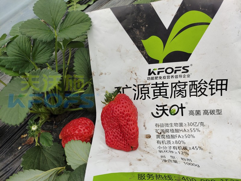 礦源黃腐酸鉀應(yīng)該怎么用？對于什么土地有效？