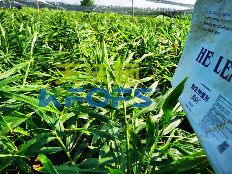 微生物菌劑，這款和別的有什么不一樣？