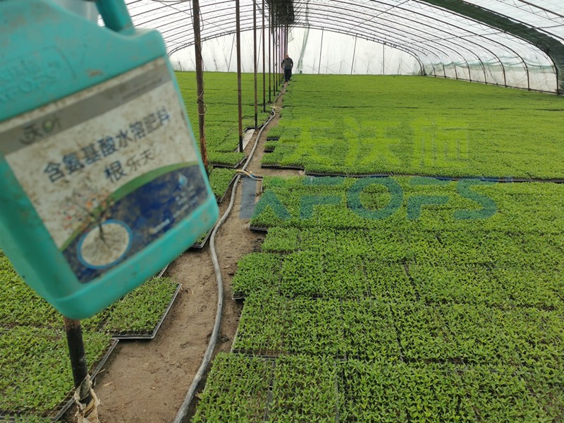 生根劑-辣椒用沃葉根樂夫生根劑效果1.jpg