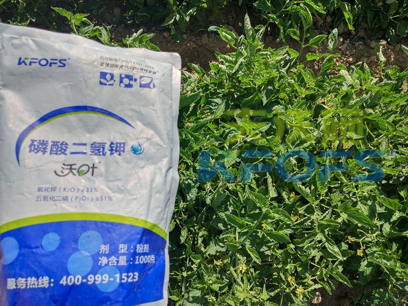 番茄控旺用磷酸二氫鉀效果好嗎？