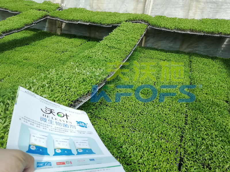 辣椒用什么肥料好？一看就知道