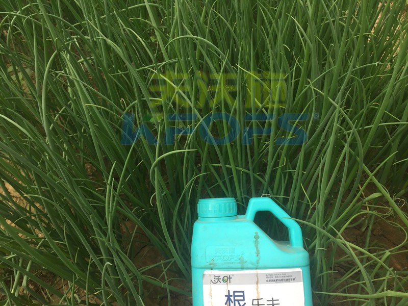大蔥用什么水溶肥長得高？