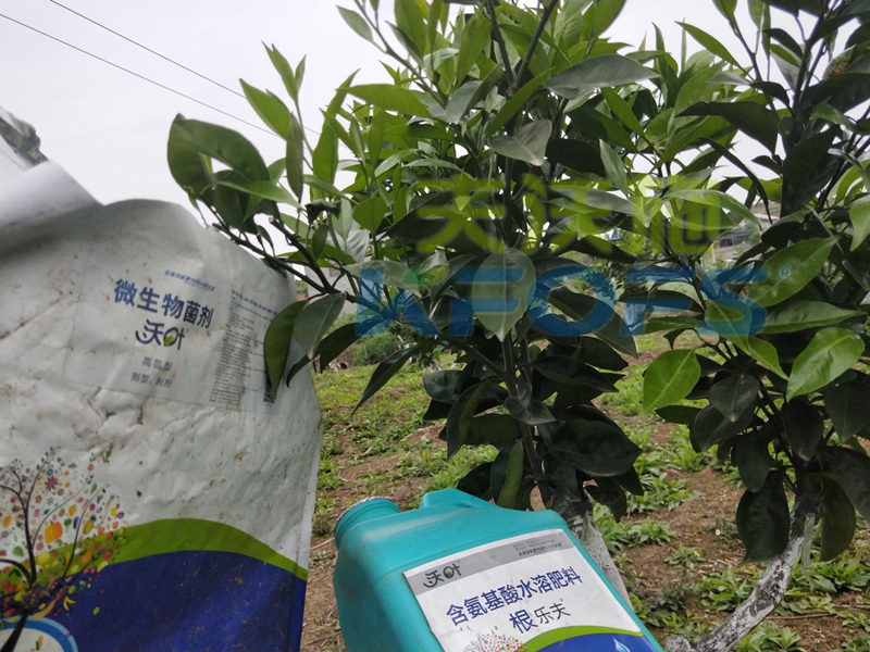 春季果樹用什么肥料好？看看您用對了嗎？