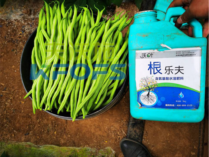 豆角用什么肥料產(chǎn)量高？效益好？