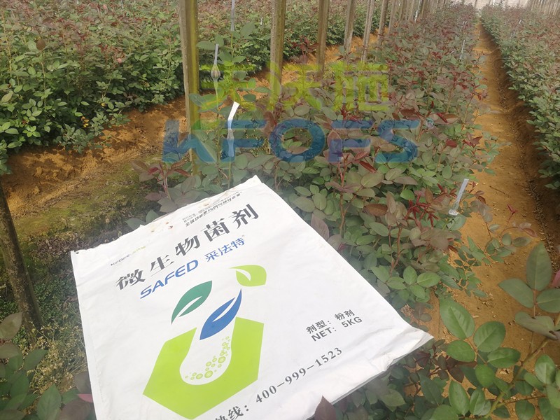 玫瑰水溶肥哪家好？問問基地老板就知道