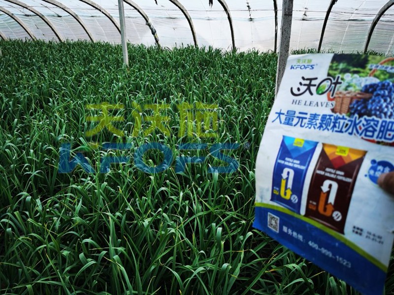 顆粒水溶肥-蒜苗用沃葉顆粒水溶肥效果.jpg