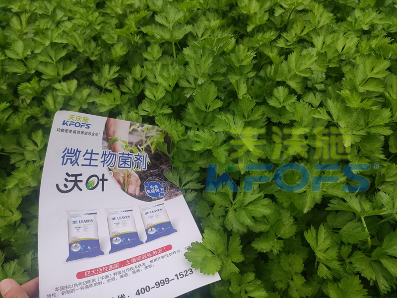 微生物菌劑-芹菜用沃葉微生物菌劑效果.png