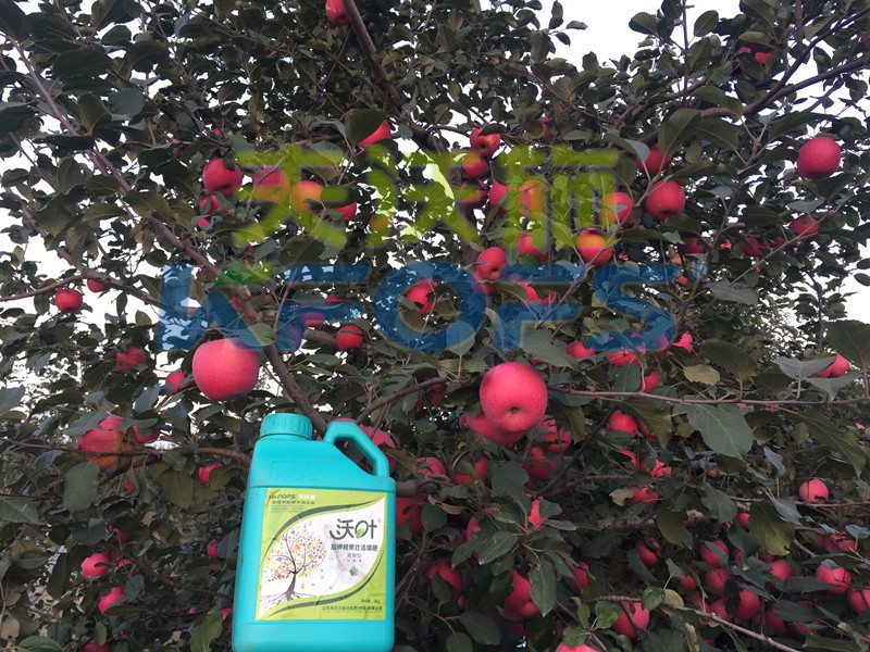 沖施肥-蘋(píng)果沖施沃葉流體肥效果.jpg
