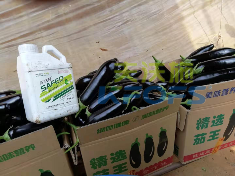 水溶肥這樣用，茄子有光澤