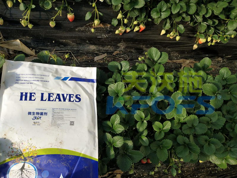 爆炸性新聞：草莓園老板瘋了？就是因?yàn)橛昧诉@款水溶肥！