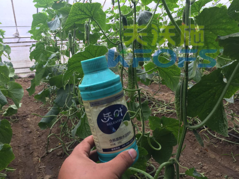 蔬菜應該怎樣用水溶肥