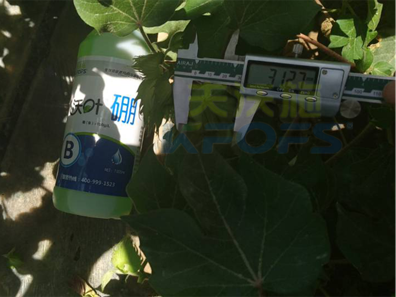 硼肥對植物生長主要有哪些作用？