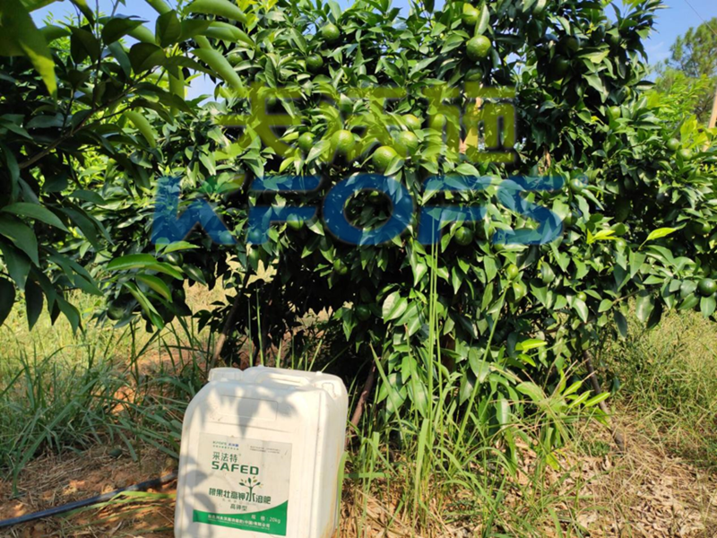 果樹使用哪種水溶肥能順利過冬？