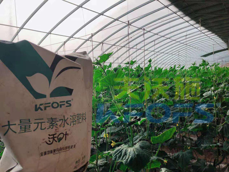 進口肥-黃瓜使用沃葉粉劑水溶肥效果.png