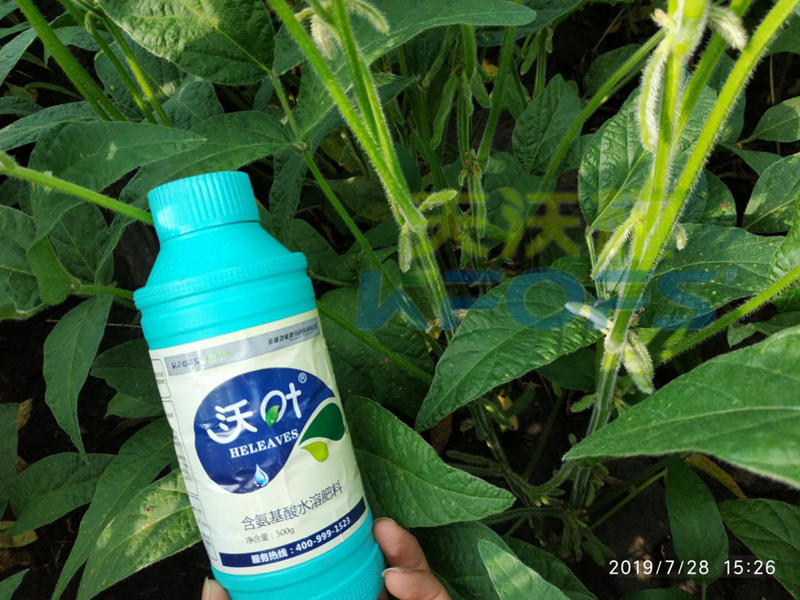 葉面肥-大豆用沃葉葉面肥效果.png