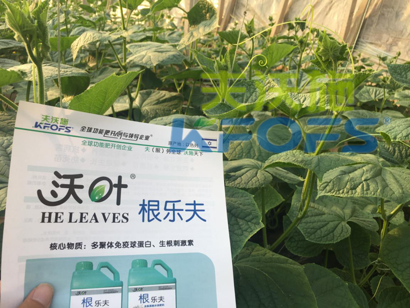 生根劑用多了燒根嗎？