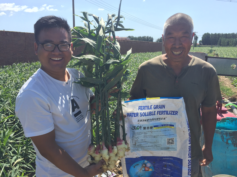 水溶肥這樣使用，解決大姜生長難題