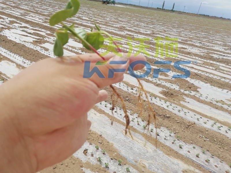 水溶肥哪個品牌好？種植戶是這樣說的