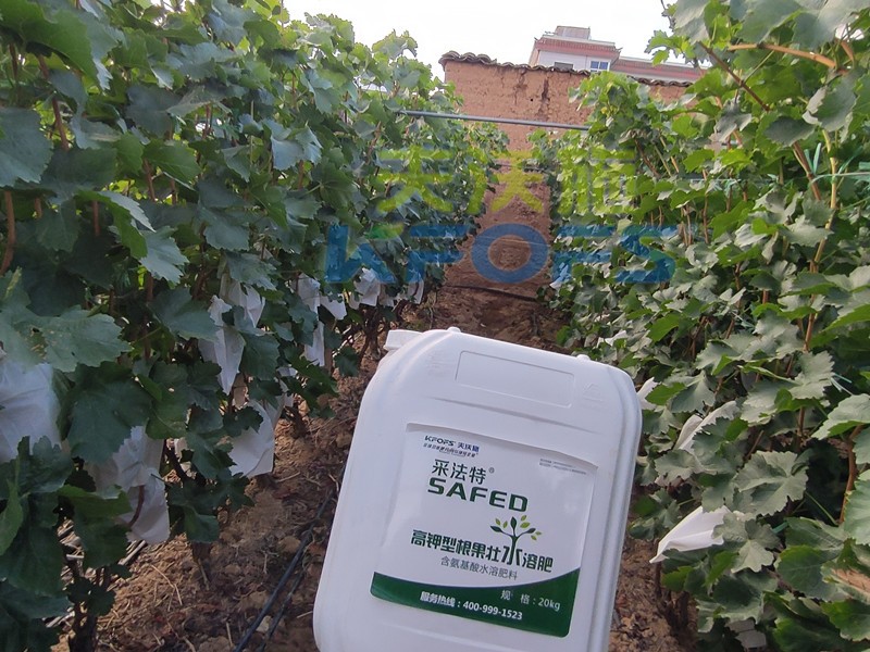 水溶肥-葡萄用采法特根果壯水溶肥效果.jpg