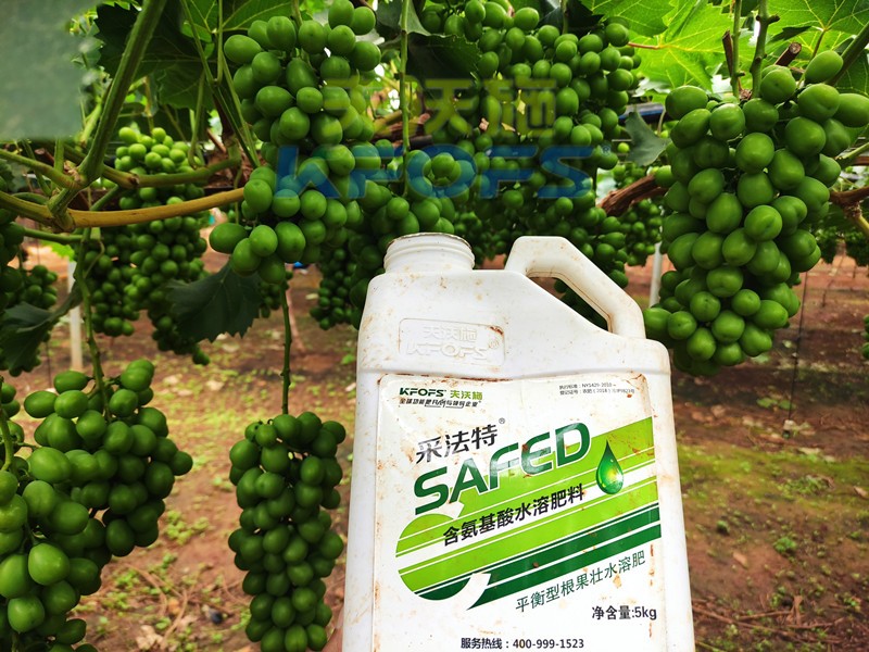 水溶肥-陽(yáng)光玫瑰葡萄用采法特水溶肥效果1.jpg