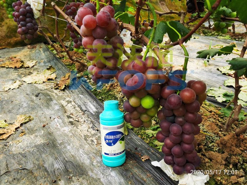 葉面肥哪家好？種植戶給出的答案