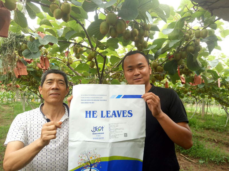 水溶肥預(yù)防、改善獼猴桃根腐黃化有奇效
