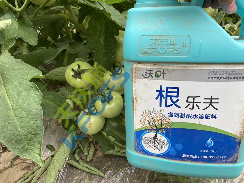 生根劑-西紅柿用沃葉根樂夫生根劑效果1.jpg