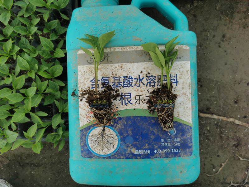 生根劑和生根粉的區(qū)別，別再傻傻分不清了！