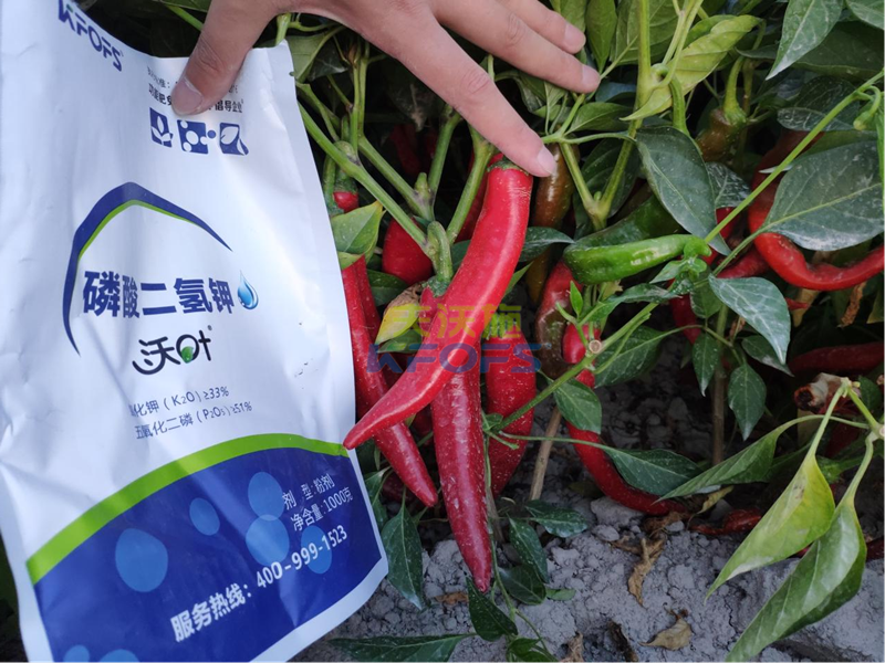 辣椒施什么肥比較好？葉面肥必不可少！