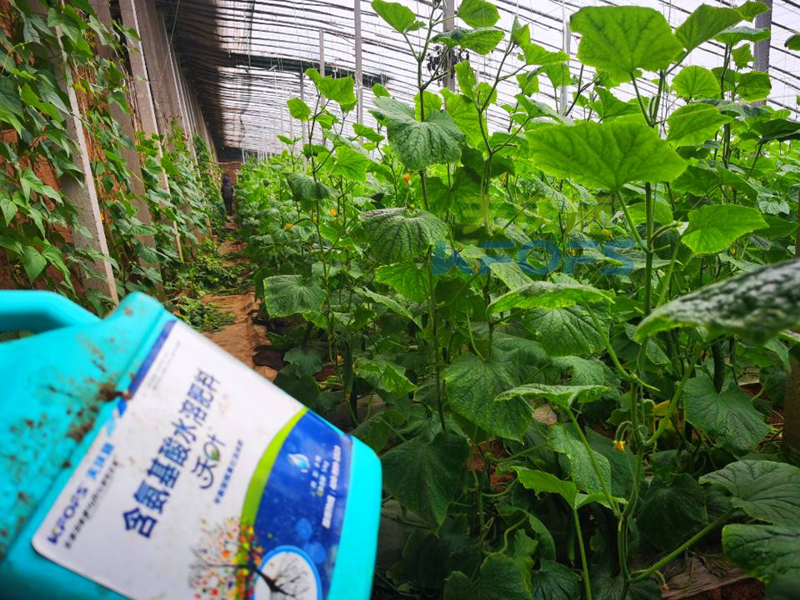 黃瓜結(jié)果期沖施什么肥料？山東張總這樣說(shuō)！