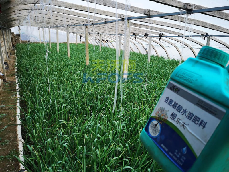 大蒜施什么肥料好？徐大叔案例告訴你答案！