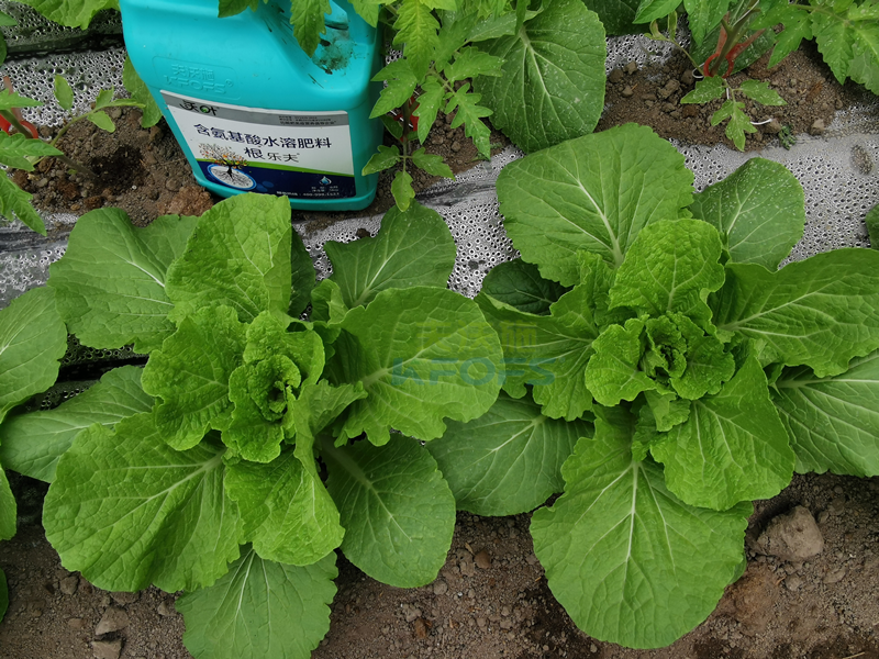 白菜施肥用什么肥料-沃葉根樂夫1.png