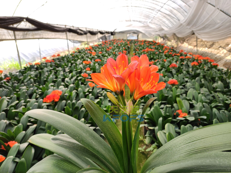 給花施肥用什么肥料？福建基地張總真實(shí)反饋！