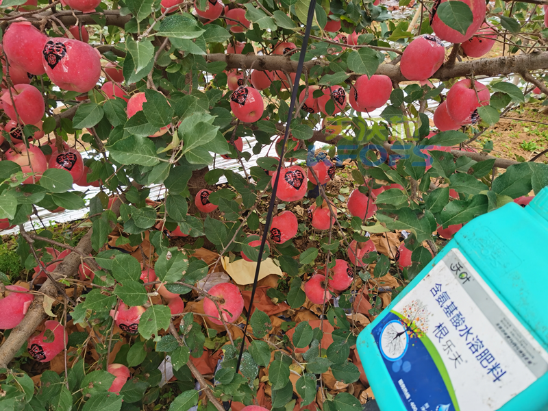 蘋果水溶肥哪個(gè)牌子好？周總始終推薦沃葉！