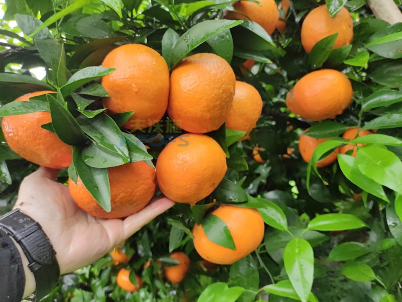 沃柑用什么肥料長(zhǎng)得快？張大哥推薦沃葉！