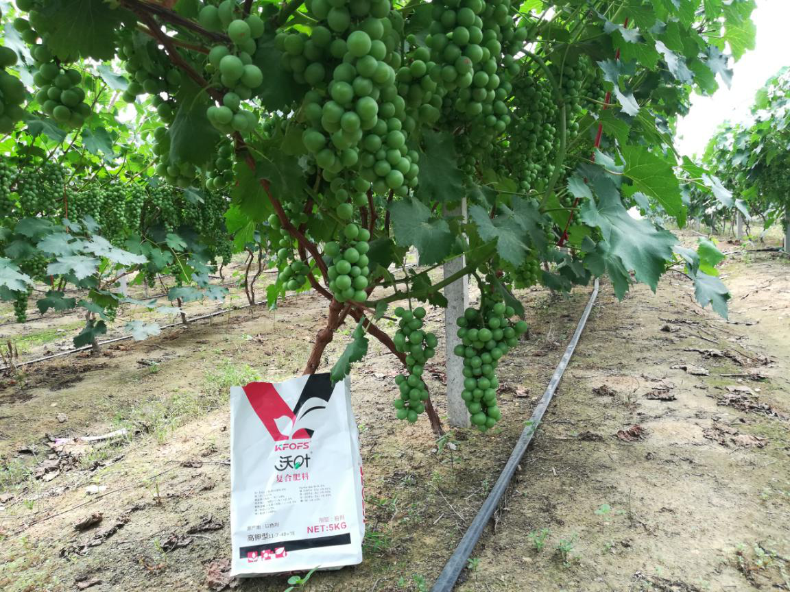 水溶肥&mdash;葡萄用沃葉大量元素水溶肥效果.png