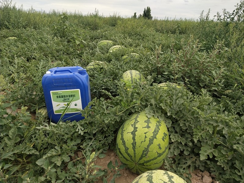 水溶肥為什么比復合肥好？有哪些區(qū)別