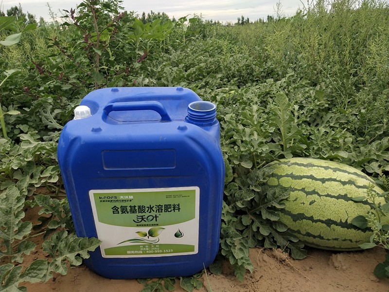 水溶肥&mdash;西瓜用沃葉含氨基酸水溶肥效果.jpg