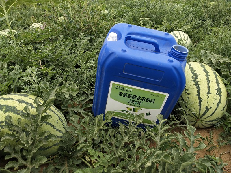 水溶肥&mdash;西瓜用沃葉含氨基酸水溶肥效果1.jpg