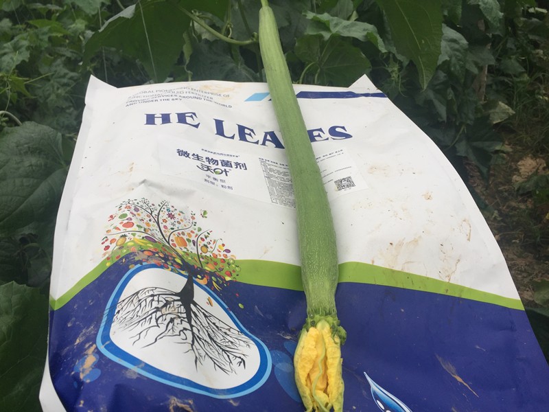 微生物菌劑哪家好？對(duì)比后的結(jié)果